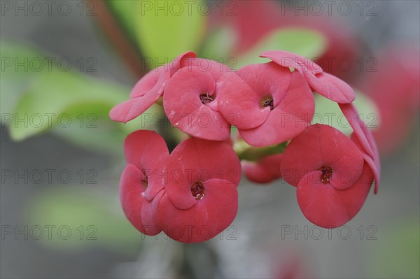 Crown of thorns (Euphorbia milii), flowers, native to Madagascar, ornamental plant, North