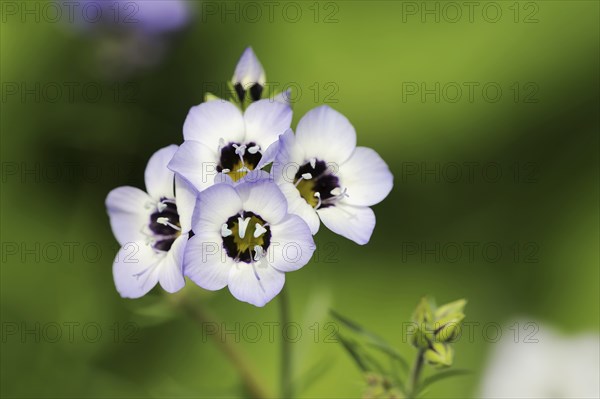 Bird's eye or tricolour gilia (Gilia tricolor), flowers, native to North America, ornamental plant,