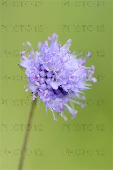Common devil's-bit scabious (Succisa pratensis, Scabiosa succisa), flower, Bavaria, Germany, Europe