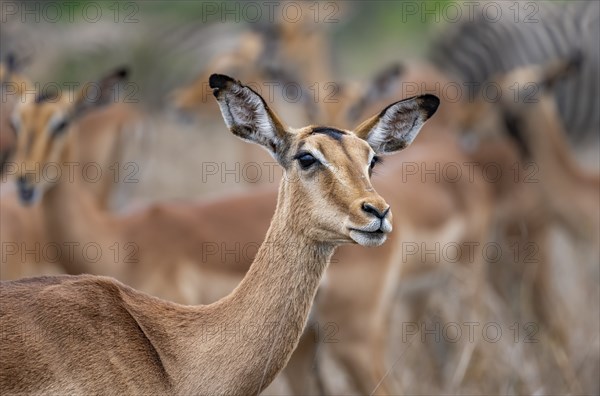 Impala (Aepyceros melampus), female, animal portrait, black heeler antelope, Kruger National Park,