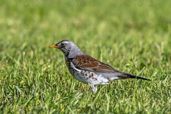 Fieldfare (Turdus pilaris) adult foraging in grassland, meadow