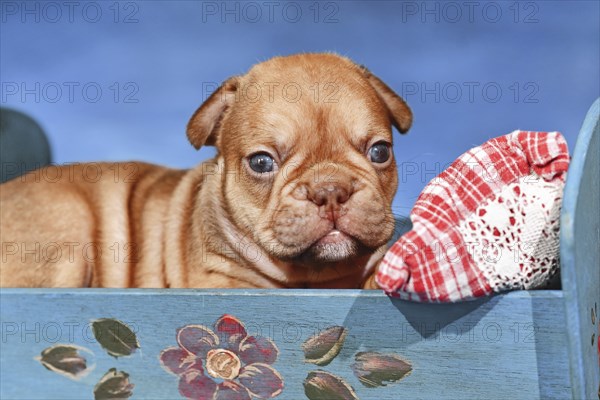 Choco Red French Bulldog dog puppy in bed in front of blue background