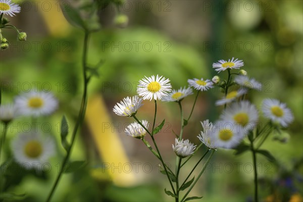 Erigeron annuus (Erigeron annuus) flowers, Ternitz, Lower Austria, Austria, Europe