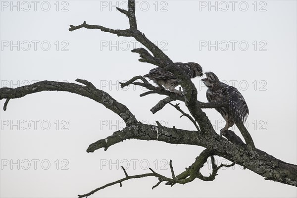 Little owls (Athene noctua), feeding young animals, Emsland, Lower Saxony, Germany, Europe