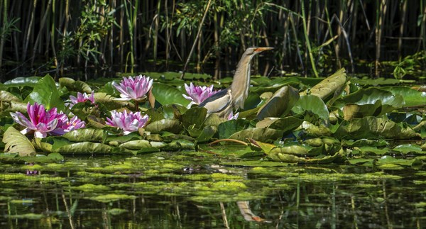 Common little bittern (Ixobrychus minutus, Ardea minuta) adult male resting among water lilies,