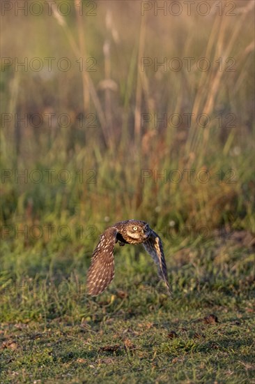Little owl (Athene noctua), flying, Emsland, Lower Saxony, Germany, Europe