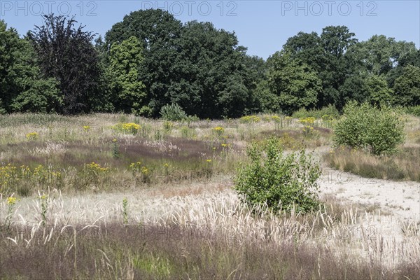 Extensive meadow with St James' ragwort (Senecio jacobaea) and flowering grasses, Emsland, Lower