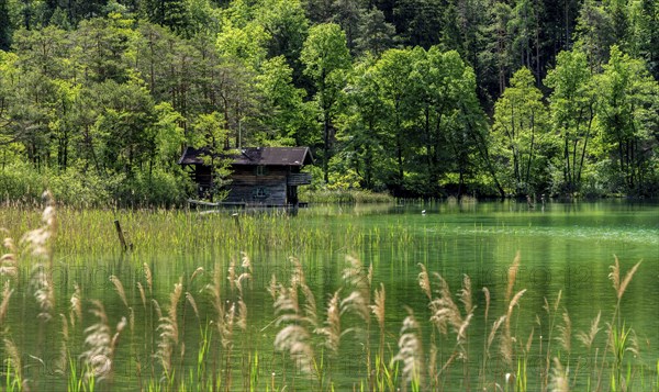 Landscape at Lake Thumsee, Bad Reichenhall, Bavaria, Germany, Europe