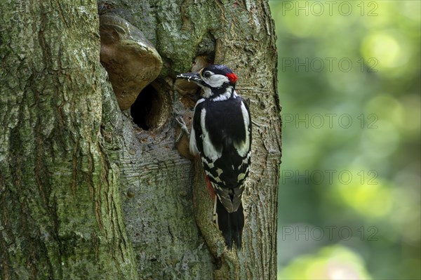 Great spotted woodpecker (Dendrocopos major) adult male at nest entrance in tree trunk with grubs