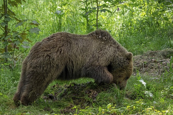 Brown bear covering prey with leaves, soil, grass and forest debris in thicket of wood to return