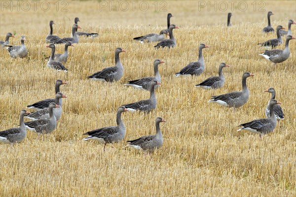 Flock of greylag geese, graylag goose (Anser anser) foraging in stubble field, stubblefield after