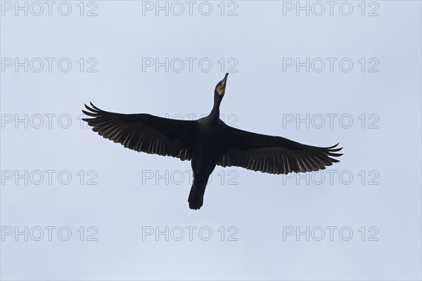 Cormorant (Phalacrocorax carbo) in flight, Geltinger Birk, Geltinger Bucht, Nieby,