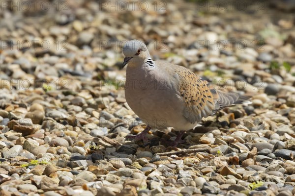 Turtle dove (Streptopelia turtur) adult bird on an urban garden shingle path, England, United
