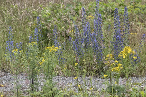 Adder's tongue (Echium vulgare) and St John's wort (Hypericum perforatum), Emsland, Lower Saxony,