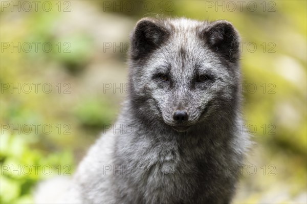A dark grey fox sits attentively in nature with green foliage in the background, arctic fox (Alopex