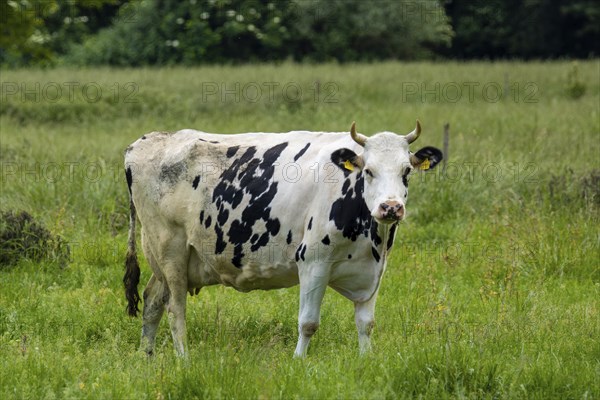 Dairy cow of the Holstein Friesian breed grazing in the Palatinate
