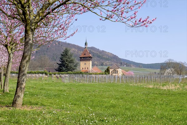 Almond tree blossom (Prunus dulcis) at Geilweilerhof, Siebeldingen, German Wine Route, also