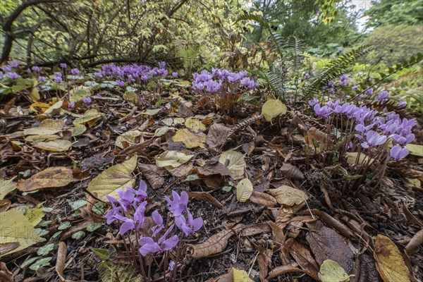 Autumn cyclamen (Cyclamen hederifolium), Berggarten Hannover, Lower Saxony, Germany, Europe