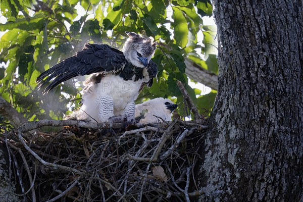 Female Harpy eagle, Harpia harpyja, with a pray in the nest with her chick, Alta Floresta, Amazon,