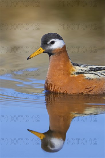 Red phalarope, grey phalarope (Phalaropus fulicarius) close-up of female in breeding plumage