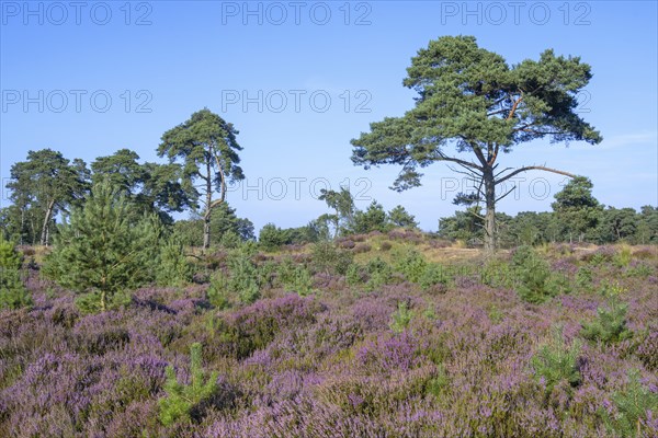 Scots pines and common heather blooming purple in the Grenspark Kalmthoutse Heide, Kalmthout Heath,