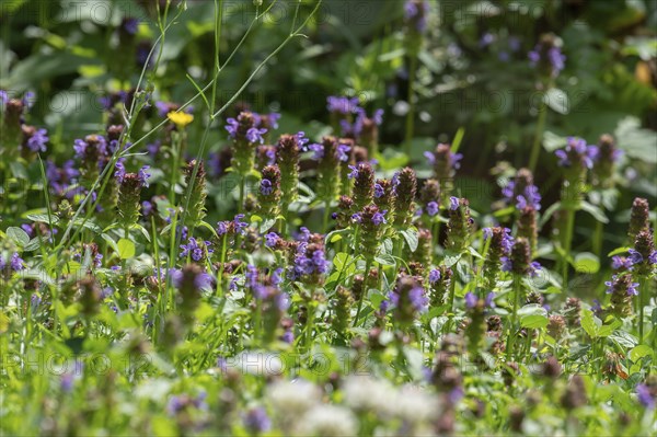 No brown allium (Prunella vulgaris) in a meadow, Bavaria, Germany, Europe