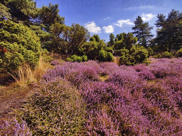 Intense heather blossom in late summer in the Westruper Heide in Haltern am See, Ruhr area, North
