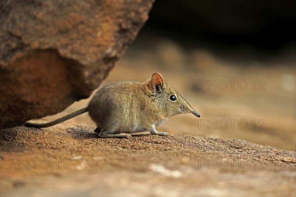 Short-eared elephant shrew, (Macroscelides probosideus), adult, foraging, Mountain Zebra National