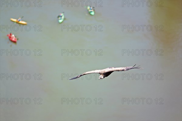 Griffon vulture (Gyps fulvus) in flight, behind blurred colourful canoes on the river Duratón,