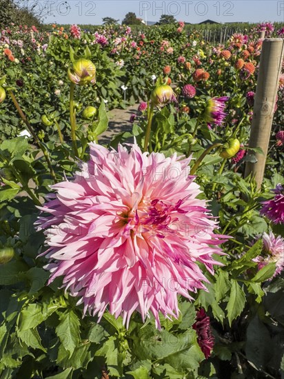 Flowering Dahlias (Dahlia), variety Pineland Princess in the Dahlia Farm in Löderup, Ystad