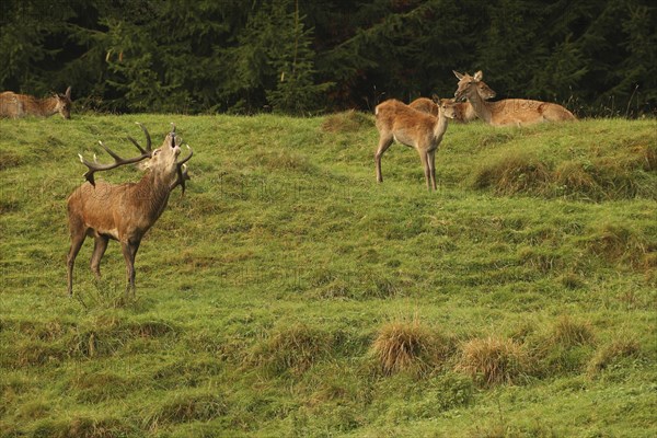 Red deer (Cervus elaphus) roaring during the rut, Allgäu, Bavaria, Germany, Allgäu, Bavaria,