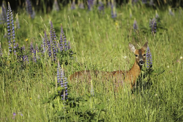 European roe deer (Capreolus capreolus) doe in summer coat between wild flowering lupines (Lupinus)