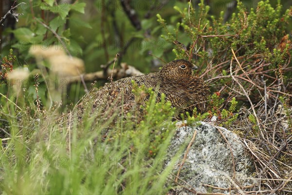 Willow ptarmigan (Lagopus lagopus) hen, perfectly camouflaged, Lofoten, Norway, Scandinavia, Europe