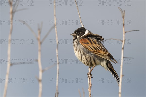 Reed bunting (Emberiza schoeniclus), male sitting on a branch, animal portrait, Bagges Dæmning,