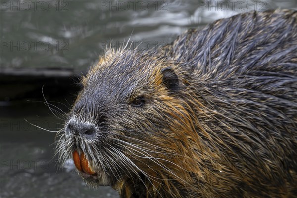 Coypu, nutria (Myocastor coypus) close-up portrait showing large bright orange-yellow incisors,