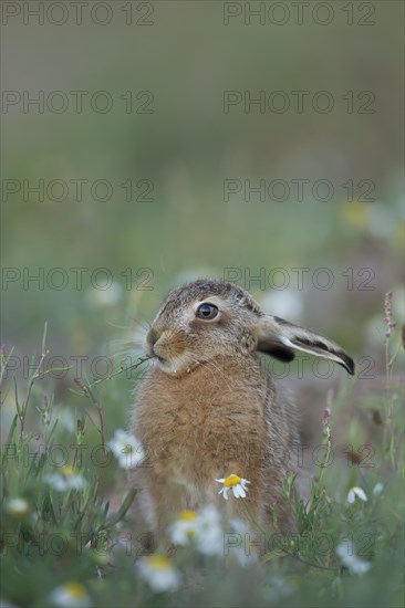 European brown hare (Lepus europaeus) juvenile leveret feeding on a Sorrel stem in a wildflower