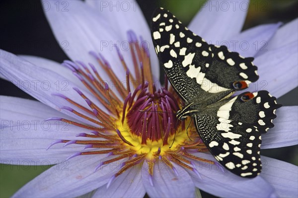 Lemon Swallowtail (Papilio demoleus malayanus), Lime Swallowtail, Untailed Swallowtail, Citrus
