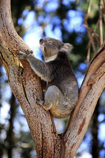 Koala (Phascolarctos cinereus), adult on tree, Kangaroo Island, South Australia, Australia, Oceania