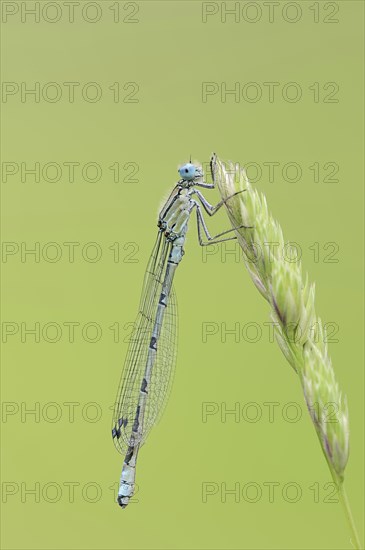 Common blue damselfly (Enallagma cyathigerum), male, North Rhine-Westphalia, Germany, Europe