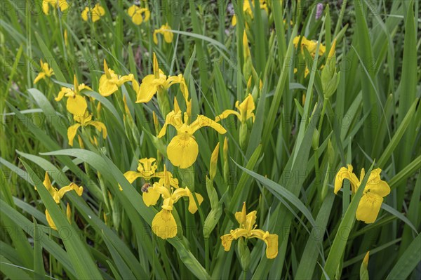 Yellow super iris (Iris pseudacorus), Bavaria, Germany, Europe