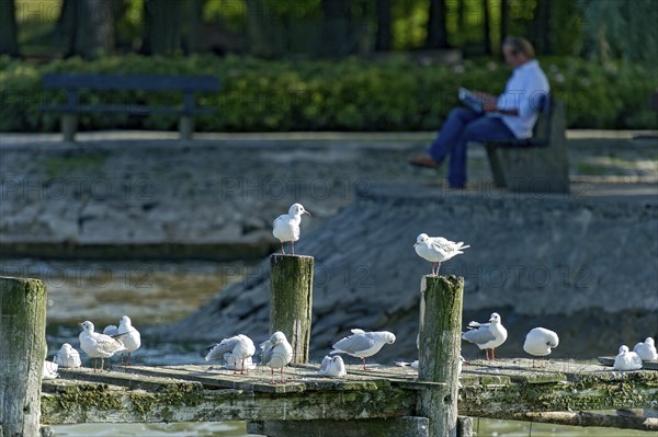 Black-headed gulls (Chroicocephalus ridibundus, syn. Larus ridibundus) on a dilapidated jetty,