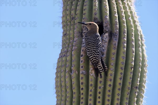 Gila woodpecker (Melanerpes uropygialis), adult, male, at breeding den, on saguaro cactus, Sonoran
