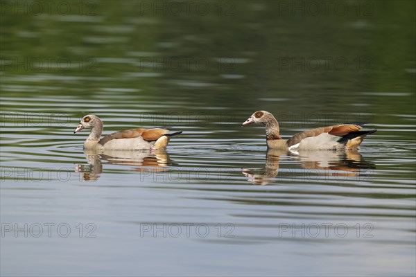 Egyptian goose (Alopochen aegyptiaca), a pair of Egyptian geese swimming on a pond, Thuringia,