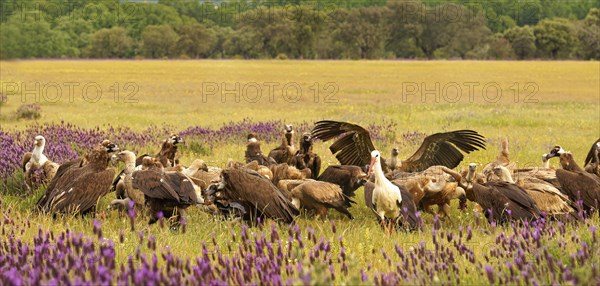 Cinereous vulture (Aegypius monachus) at the Luderplatz, griffon vulture, Castilla y Leon, Spain,