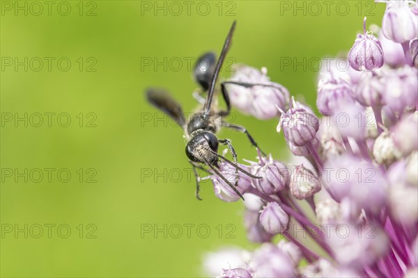 Mexican isodont (Isodontia mexicana) looking for pollen on a pink flower Bas rhin, Alsace, grand