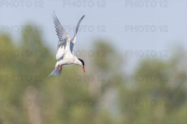 Common tern (Sterna hirundo) hovering over a marsh. Bas Rhin, Alsace, France, Europe
