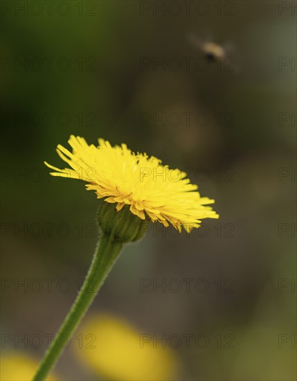 Macro photography of a yellow dandelion flower (Leontodon) with blurred background outdoors,