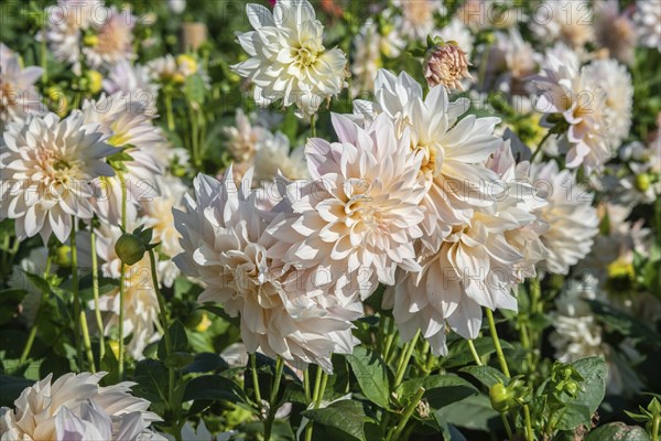 Flowering Dahlias (Dahlia), variety Café au Lait in the Dahlia Farm in Löderup, Ystad municipality,