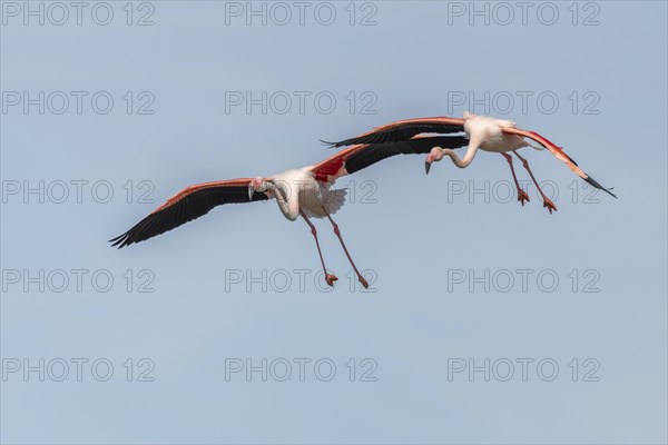 Two flamingos (Phoenicopterus roseus) flying in the blue sky in spring. Saintes Maries de la Mer,