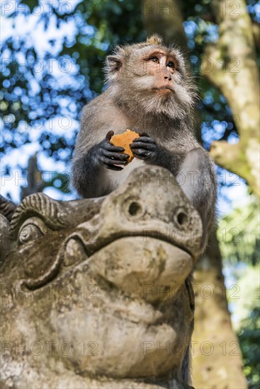Macaque (Macaca), monkey, guenon animal, macaque, wildlife, nature, wild, mammal, fauna, looks,